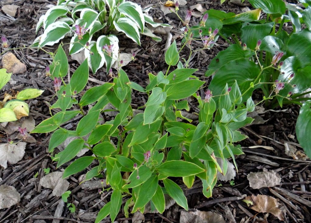 Trycyrtis formosana "Samurai" 9-5-12, Toad lily